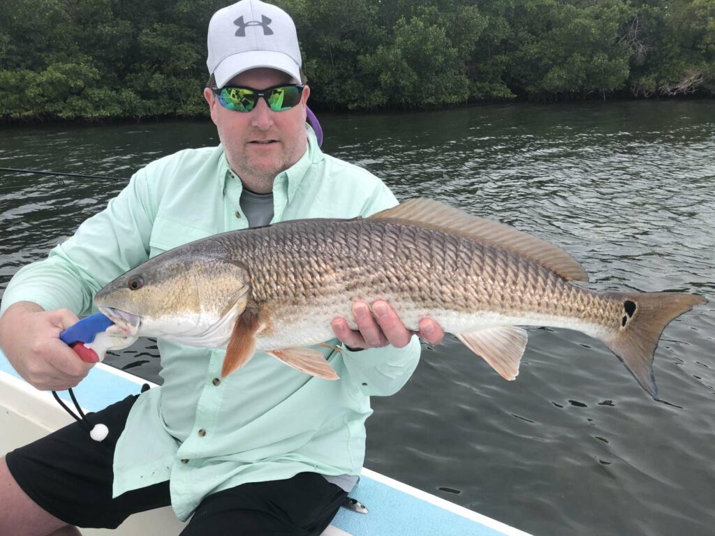 Tampa Bay Redfish – Tampa Fishing Charters